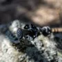 Talberg scandica палки для скандинавской ходьбы (1 пара, красный)