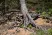 Talberg ranger pole палки треккинговые (коричневый)