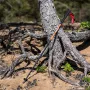 Talberg ranger pole палки треккинговые (коричневый)