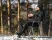 Куртка мужская Ranger (48-50/182-188, Черный, , , )